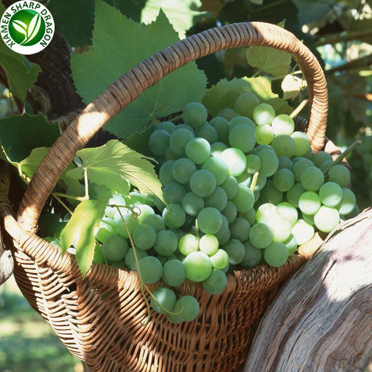 fresh green grapes gathered in a vineyard basket