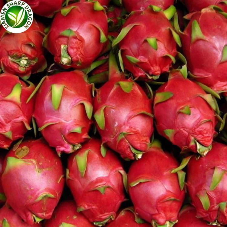 Red Dragon Fruit