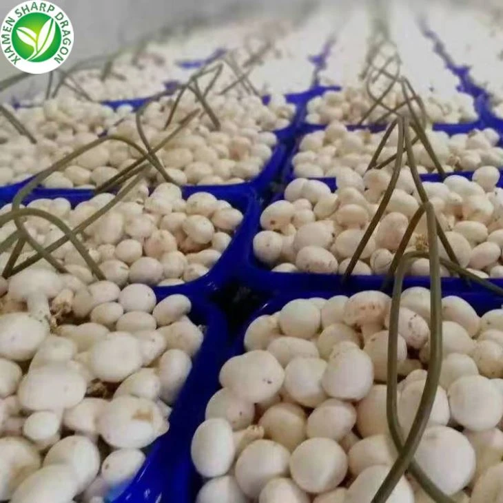 Champignon Mushroom White