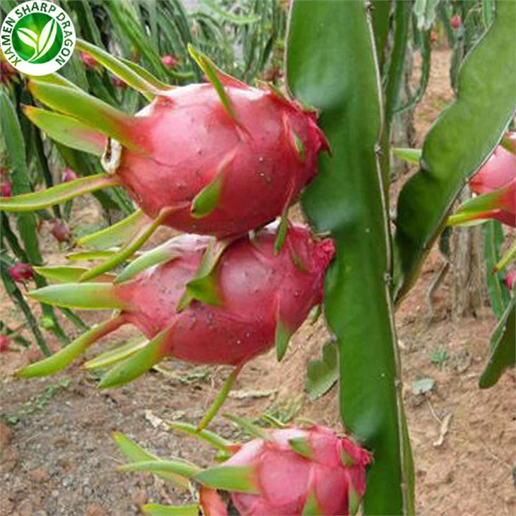 Red Dragon Fruit For Sale